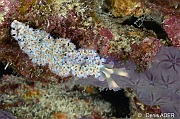 Tridachia Elysia-crispata Limace frisee-Bonaire Keepsake-13m-20180221-Denis-ADER-DSC_7259_tn